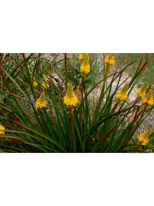 BULBINELLA angustifolia