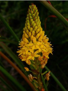 BULBINELLA angustifolia