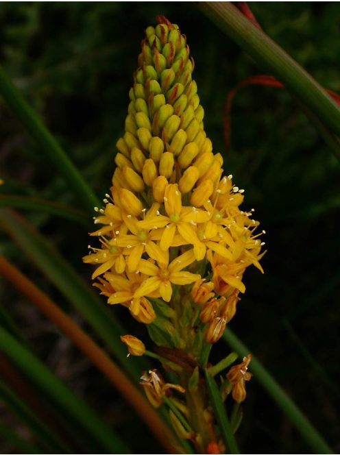 BULBINELLA angustifolia