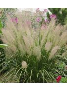 Kanadai nádtippan / CALAMAGROSTIS canadensis