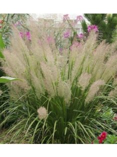 Kanadai nádtippan / CALAMAGROSTIS canadensis