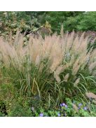 Kanadai nádtippan / CALAMAGROSTIS canadensis