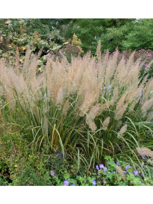 Kanadai nádtippan / CALAMAGROSTIS canadensis