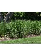 Kanadai nádtippan / CALAMAGROSTIS canadensis