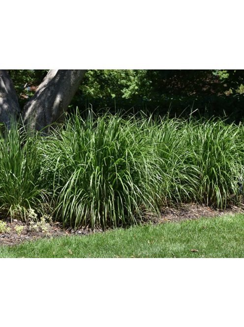 Kanadai nádtippan / CALAMAGROSTIS canadensis