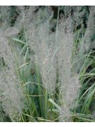 Kanadai nádtippan / CALAMAGROSTIS canadensis