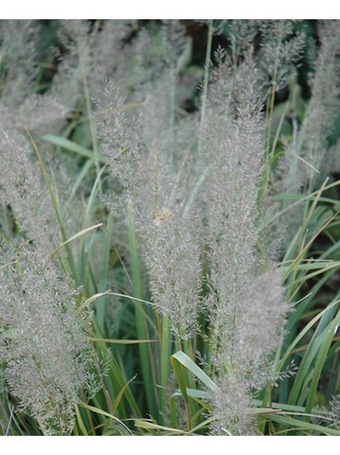 Kanadai nádtippan / CALAMAGROSTIS canadensis