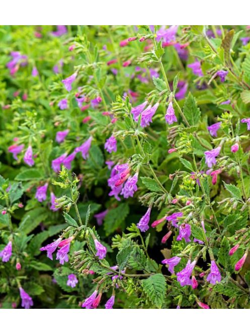 Nagyvirágú pereszlény / CALAMINTHA grandiflora