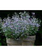 Mirigyes pereszlény / CALAMINTHA nepeta 'Marvelette Blue'