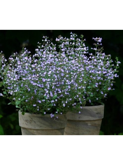 Mirigyes pereszlény / CALAMINTHA nepeta 'Marvelette Blue'