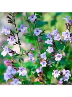   Mirigyes pereszlény / CALAMINTHA nepeta 'Marvelette Blue'