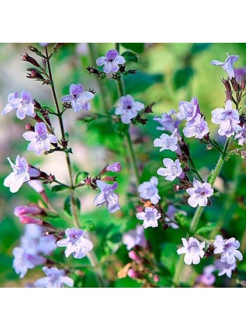 Mirigyes pereszlény / CALAMINTHA nepeta 'Marvelette Blue'