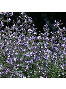 Mirigyes pereszlény / CALAMINTHA nepeta 'Marvelette Blue'