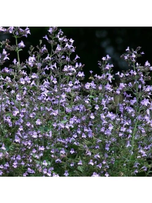Mirigyes pereszlény / CALAMINTHA nepeta 'Marvelette Blue'