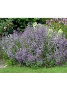 Mirigyes pereszlény / CALAMINTHA nepeta 'Marvelette Blue'