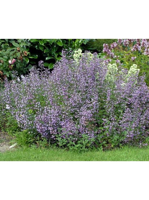 Mirigyes pereszlény / CALAMINTHA nepeta 'Marvelette Blue'