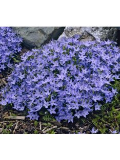 Garganói harangvirág / CAMPANULA garganica