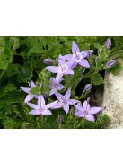 Garganói harangvirág / CAMPANULA garganica