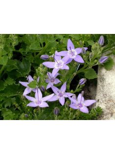 Garganói harangvirág / CAMPANULA garganica