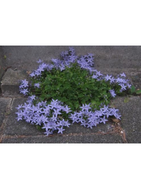 Garganói harangvirág / CAMPANULA garganica