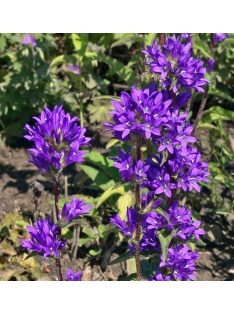 Csomós harangvirág / CAMPANULA glomerata var. dahurica