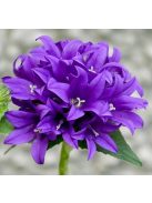 Csomós harangvirág / CAMPANULA glomerata var. dahurica