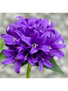 Csomós harangvirág / CAMPANULA glomerata var. dahurica