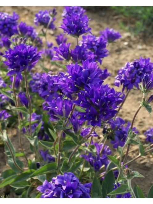 Csomós harangvirág / CAMPANULA glomerata var. dahurica