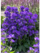 Csomós harangvirág / CAMPANULA glomerata var. dahurica