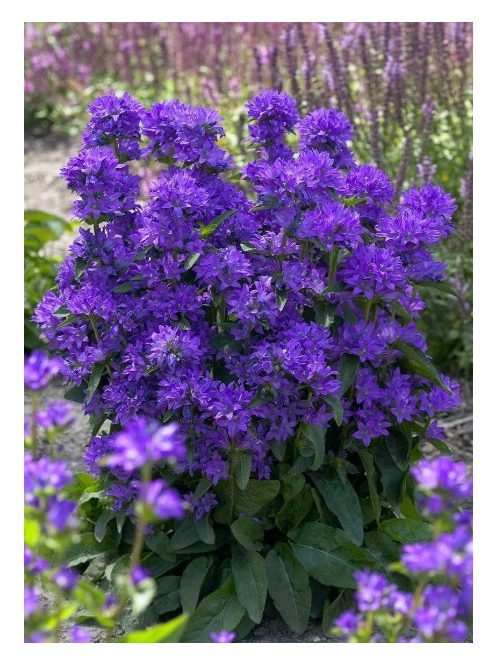 Csomós harangvirág / CAMPANULA glomerata var. dahurica