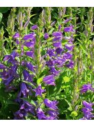 Széleslevelű harangvirág / CAMPANULA latifolia var. macrantha