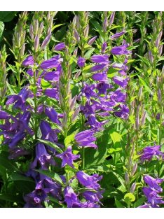   Széleslevelű harangvirág / CAMPANULA latifolia var. macrantha