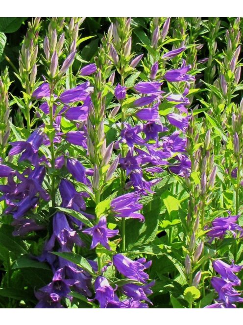 Széleslevelű harangvirág / CAMPANULA latifolia var. macrantha