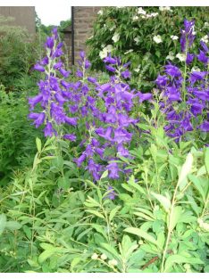   Széleslevelű harangvirág / CAMPANULA latifolia var. macrantha