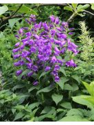 Széleslevelű harangvirág / CAMPANULA latifolia var. macrantha