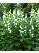 Széleslevelű harangvirág / CAMPANULA latifolia var. macrantha 'Alba'