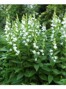   Széleslevelű harangvirág / CAMPANULA latifolia var. macrantha 'Alba'
