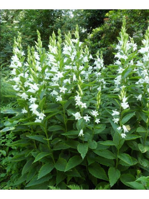 Széleslevelű harangvirág / CAMPANULA latifolia var. macrantha 'Alba'