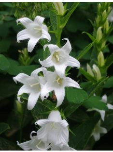   Széleslevelű harangvirág / CAMPANULA latifolia var. macrantha 'Alba'