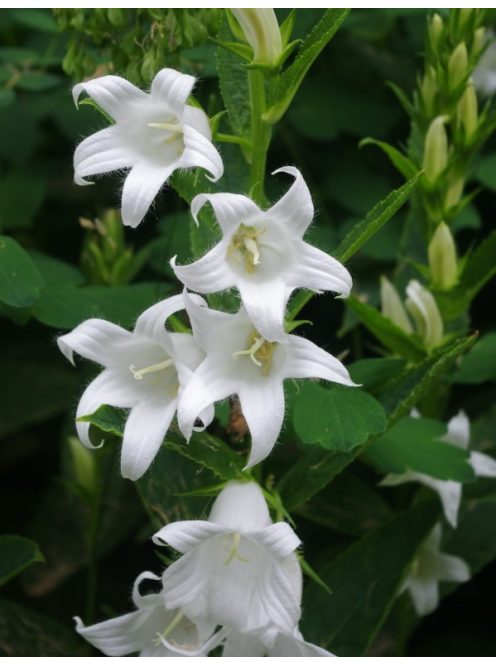 Széleslevelű harangvirág / CAMPANULA latifolia var. macrantha 'Alba'