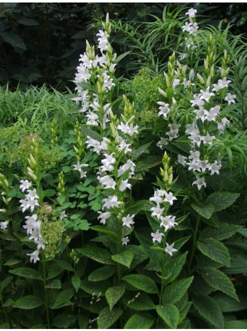 Széleslevelű harangvirág / CAMPANULA latifolia var. macrantha 'Alba'