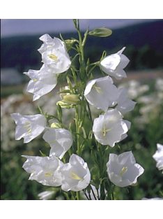  Baracklevelű harangvirág / CAMPANULA persicifolia 'Grandiflora Alba'