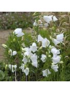 Baracklevelű harangvirág / CAMPANULA persicifolia 'Grandiflora Alba'