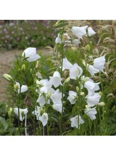   Baracklevelű harangvirág / CAMPANULA persicifolia 'Grandiflora Alba'