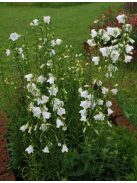 Baracklevelű harangvirág / CAMPANULA persicifolia 'Grandiflora Alba'