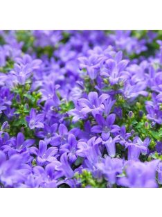   Dalmát harangvirág / CAMPANULA portenschlagiana 'Blue Magic'(R)