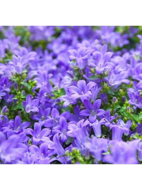 Dalmát harangvirág / CAMPANULA portenschlagiana 'Blue Magic'(R)