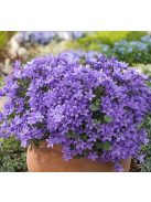 Dalmát harangvirág / CAMPANULA portenschlagiana 'Blue Magic'(R)