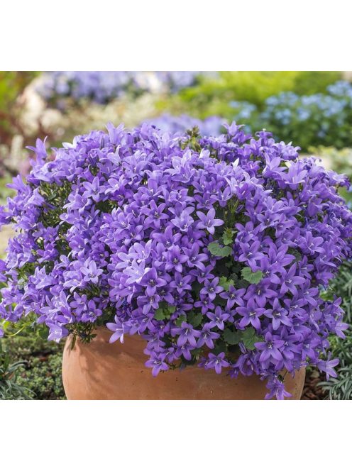 Dalmát harangvirág / CAMPANULA portenschlagiana 'Blue Magic'(R)