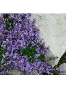 Dalmát harangvirág / CAMPANULA portenschlagiana 'Blue Magic'(R)